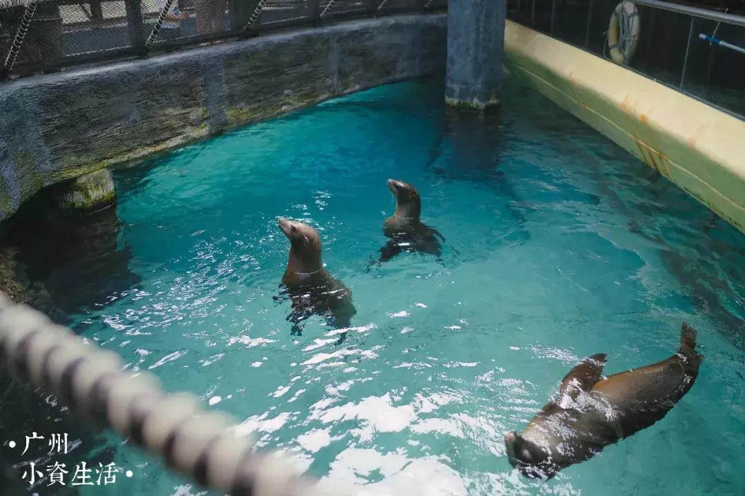 巴南海洋公园一日游攻略 (香港海洋公园游玩攻略)