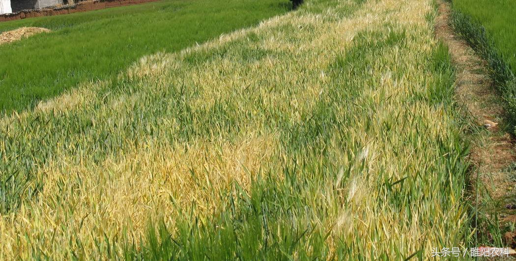 出现药害纠纷处理方法,小麦受除草剂药害怎么解决