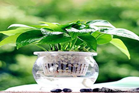 绿萝水培根系修剪,水培绿萝怎样修剪比较漂亮