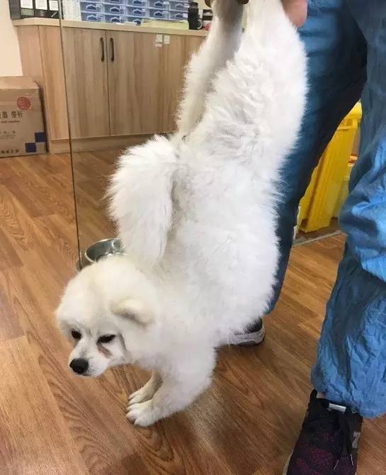 边牧误食葡萄皮,边牧咬小孩的事件