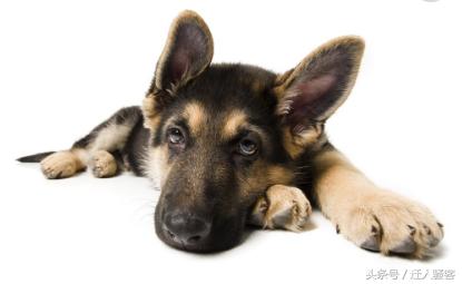 对主人最忠诚的狗小型犬,关于全世界十大名犬排行榜