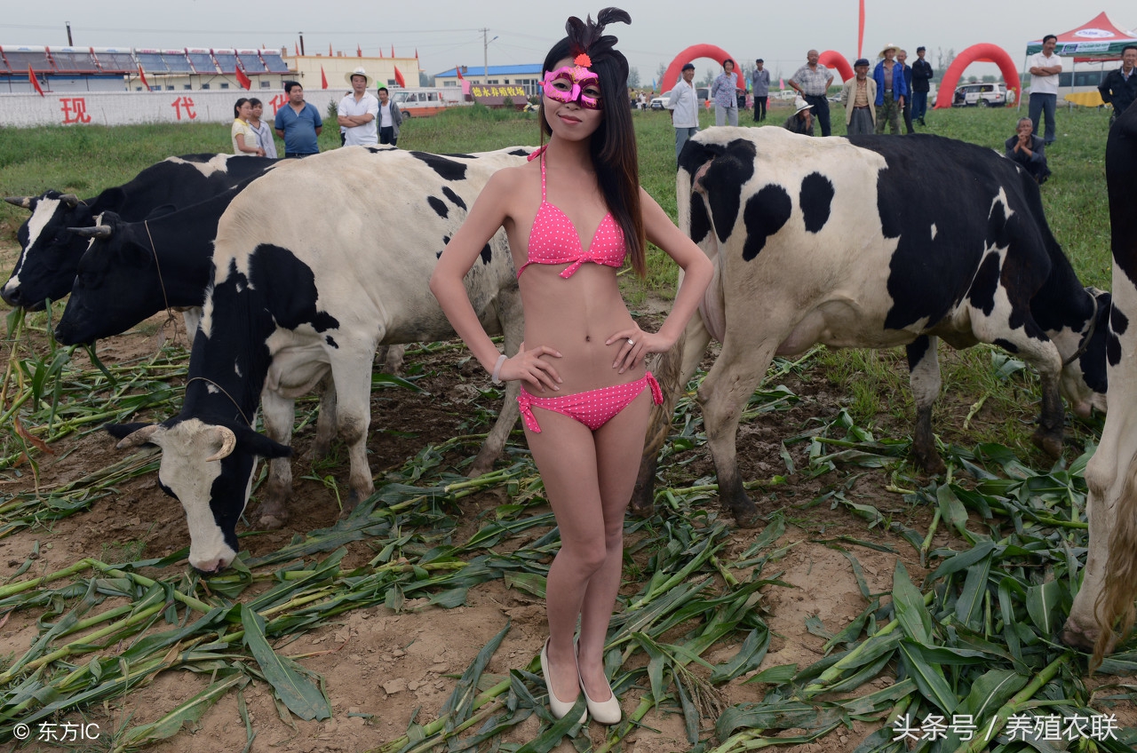 犊牛管理总结,奶牛饲养管理关键技术