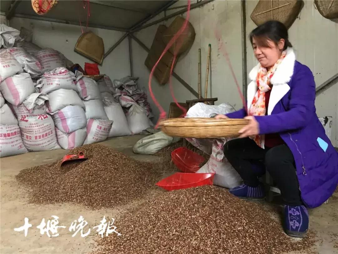 一晚能挣300元的产品,一晚能赚上万元红虫