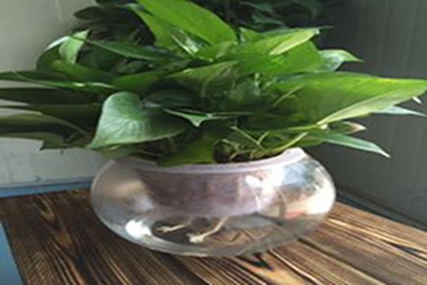 绿萝养得茂盛需要修剪吗,绿萝怎么养才能更旺盛不会长芽