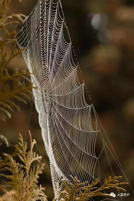 你说蜘蛛侠,蜘蛛侠的蜘蛛丝里有什么