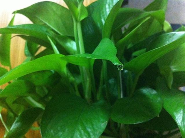 我的绿萝是不是生病了,绿萝吐水是什么原因引起的