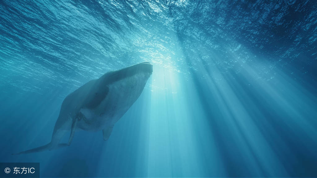 北冥有鱼其名为鲲全篇,北冥有鱼其名为鲲给我们的启示