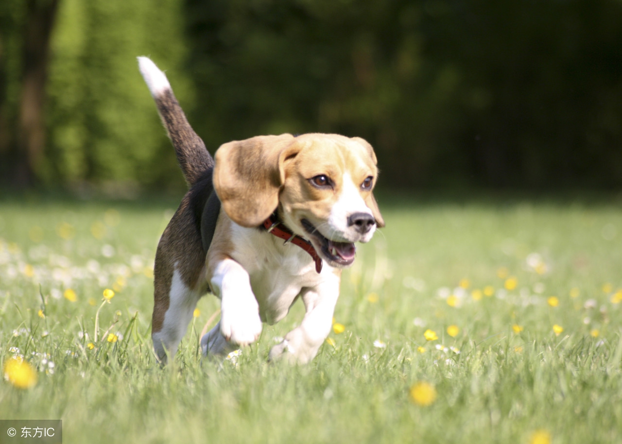 怎么告诉狗不用擦屁股,为什么狗子不用训也好乖