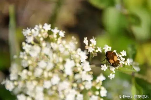 春季花草怎么防飞虫,春季怎么去花的小飞虫