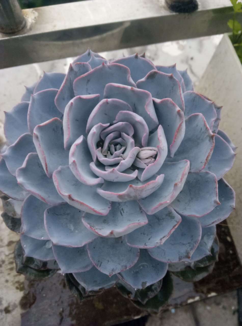 蓝石莲简介,第一美人殉情