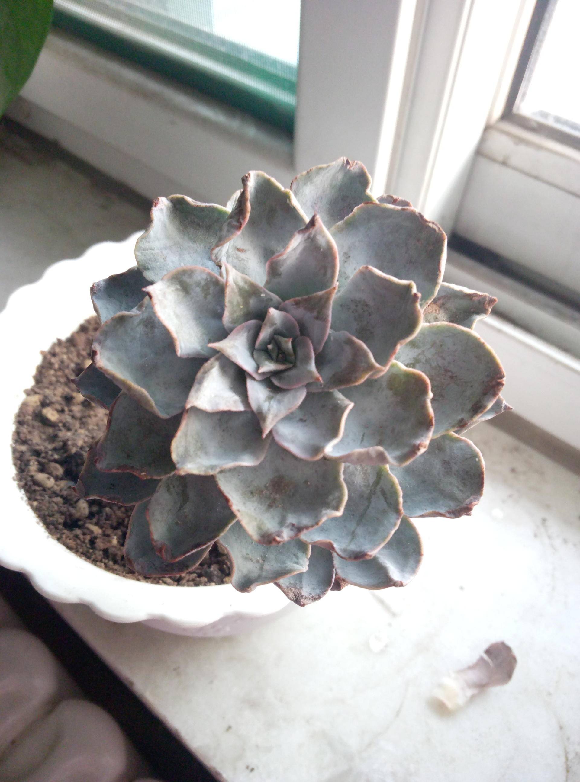 蓝石莲简介,第一美人殉情