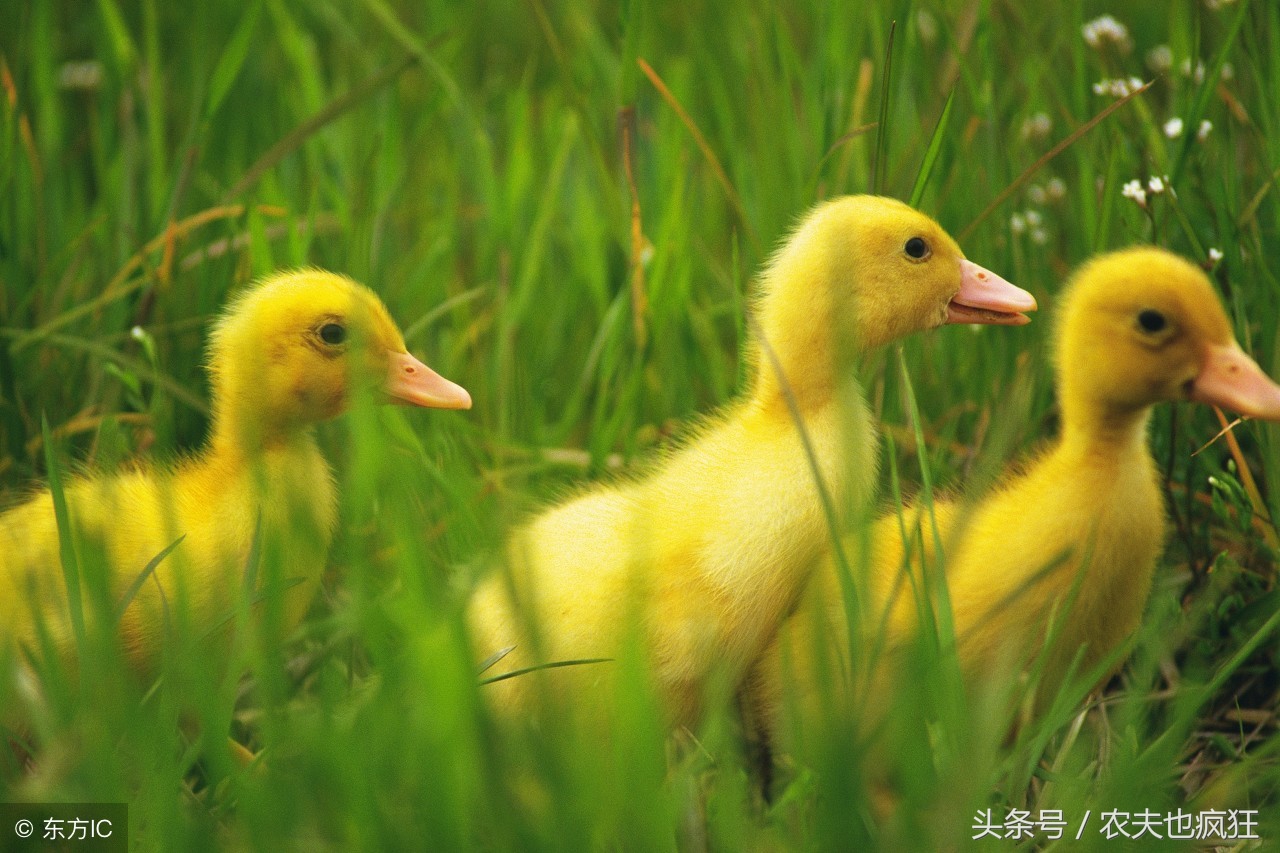 家有万担粮不养扁嘴王是什么意思,家有万担粮不养扁嘴王的意思