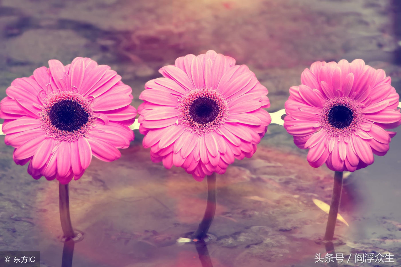 八字以禄取财格,财旺身弱行禄运