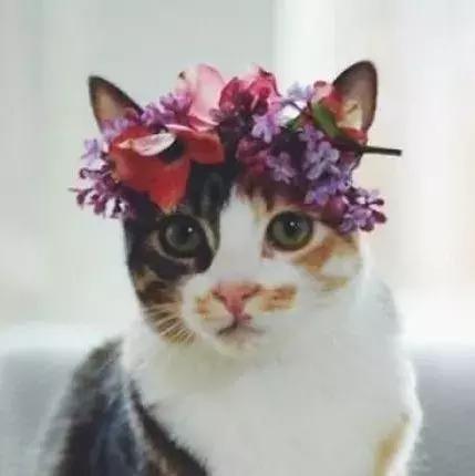 天王盖地虎，牛肉一万五；宝塔镇河妖，*楼青**你先挑