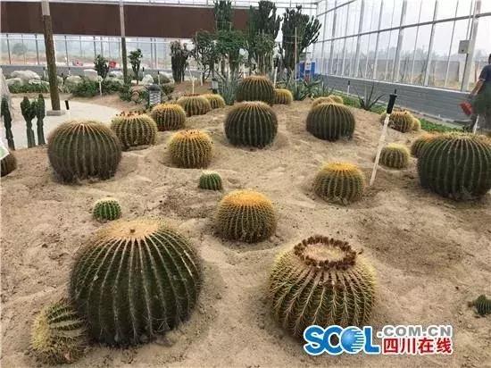 五一小长假尽情撒欢,2021五一川内游推荐