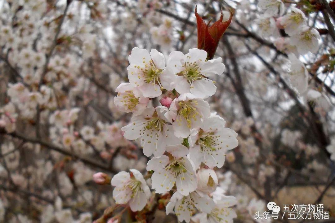 车厘子几月份成熟,车厘子的营养价值与作用