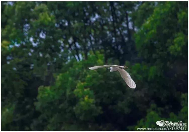 瑞安“千岛湖”，美丽水乡石垟湖