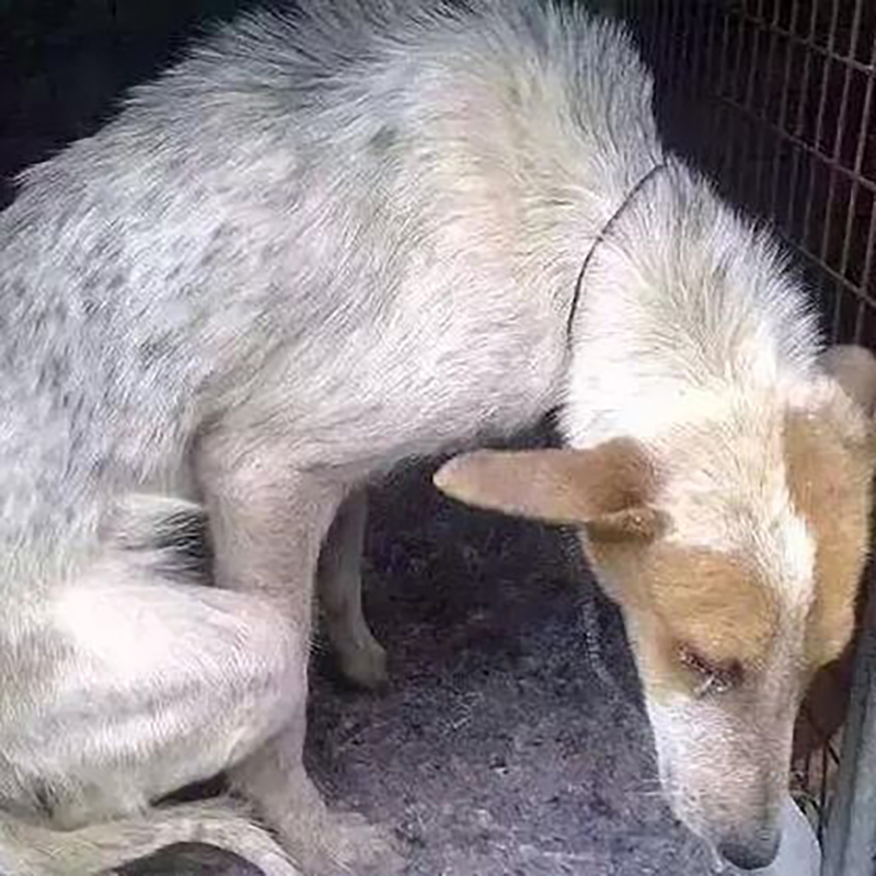 学校流浪狗死亡原因,学校流浪狗死亡后续