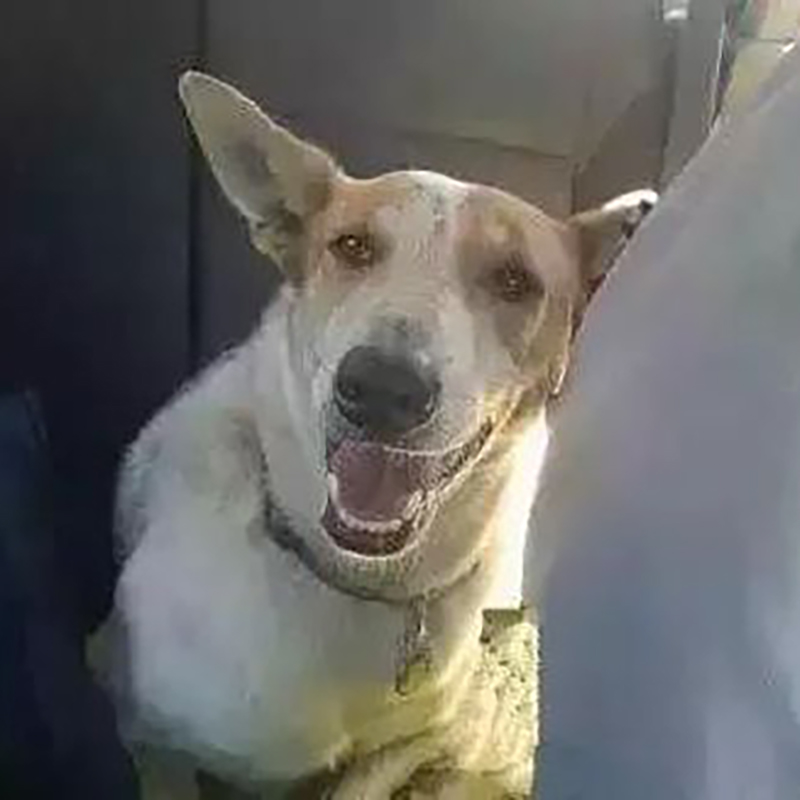 学校流浪狗死亡原因,学校流浪狗死亡后续