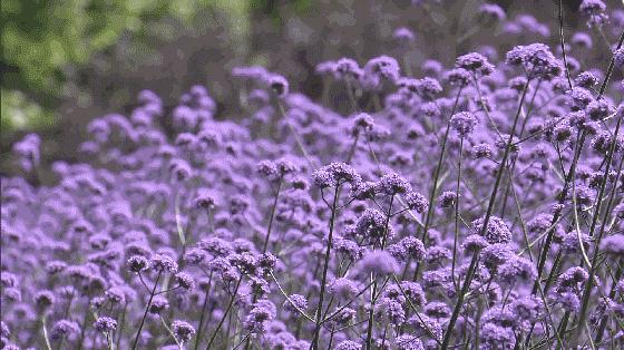 五一来云丘山赴一场花海之约,五一赴一场汉服踏青之约