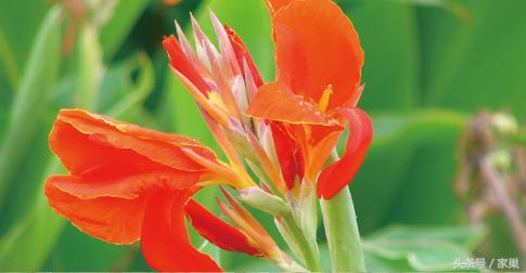 暮春赏花，别忘了听一曲《美人蕉》