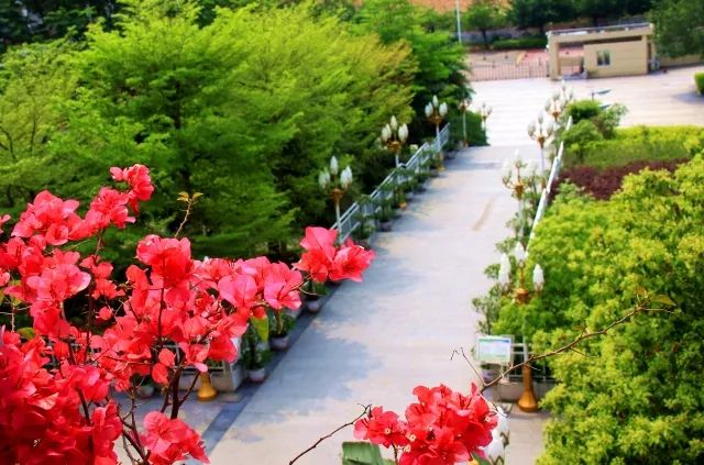 湾畔校园诗意浓听听俞莉老师心中的华侨城中学