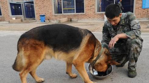 「涵姐说：德国牧羊犬」一篇详细介绍德牧/德国牧羊犬的文章