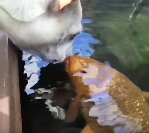 狗狗和金鱼的视频,狗狗和猫第一次见面