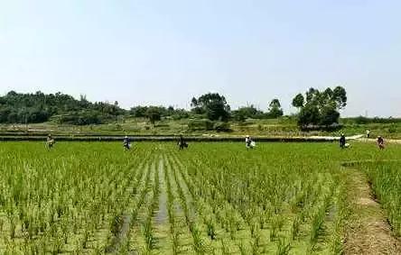 水稻插秧后如何快速缓苗,水稻插秧后注意的病虫害