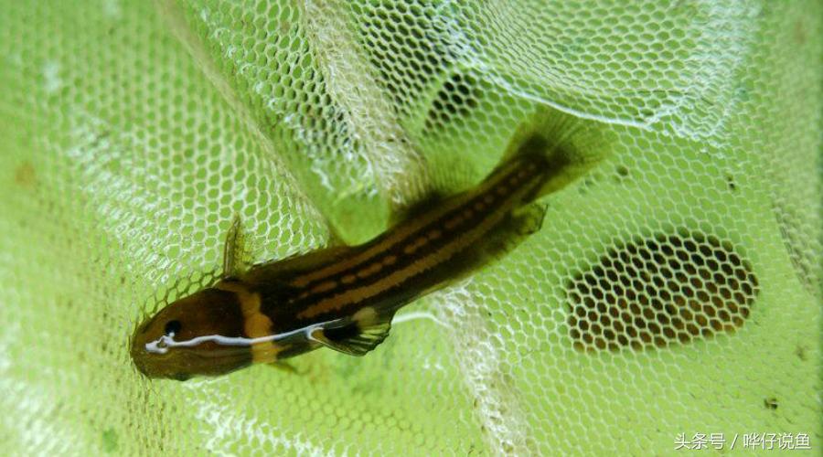 最后悔养的10种观赏鱼,最受欢迎的十种原生观赏鱼有哪些