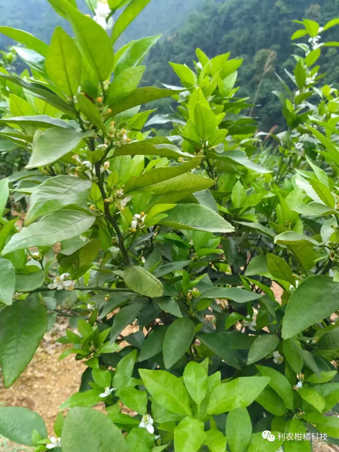 柑橘果实黄化的原因,柑橘果树黄化怎么治疗