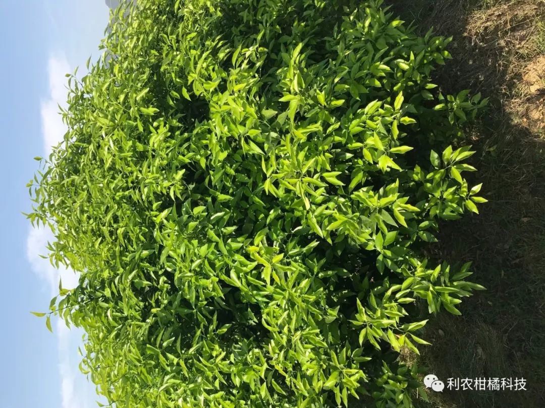 柑橘果实黄化的原因,柑橘果树黄化怎么治疗