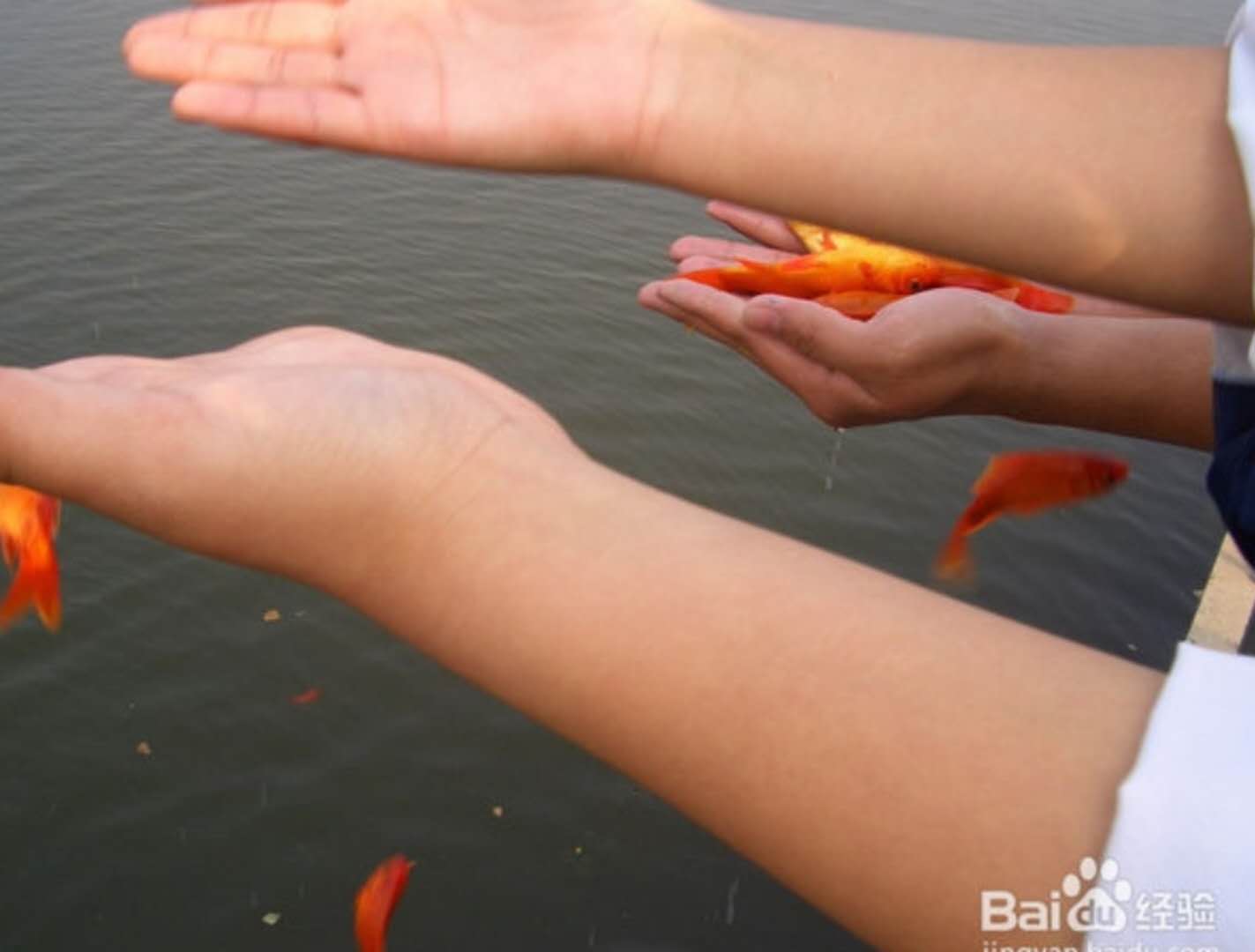 牛蛙死亡多少只,一千只牛蛙捉回来就死了几斤