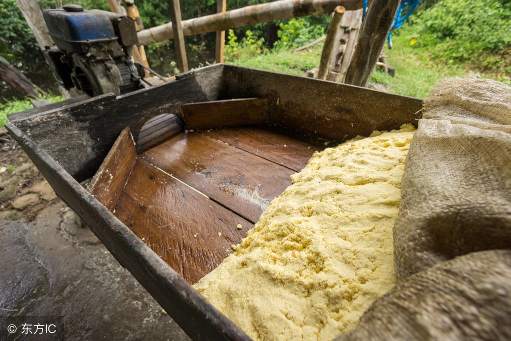 木薯喂猪不煮熟能吃吗,木薯煮熟喂猪有什么危害