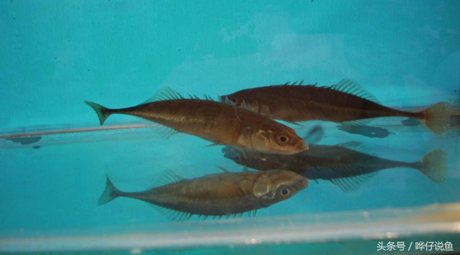 十五种常见不同的观赏鱼,十大凶猛观赏鱼哪个比较好养