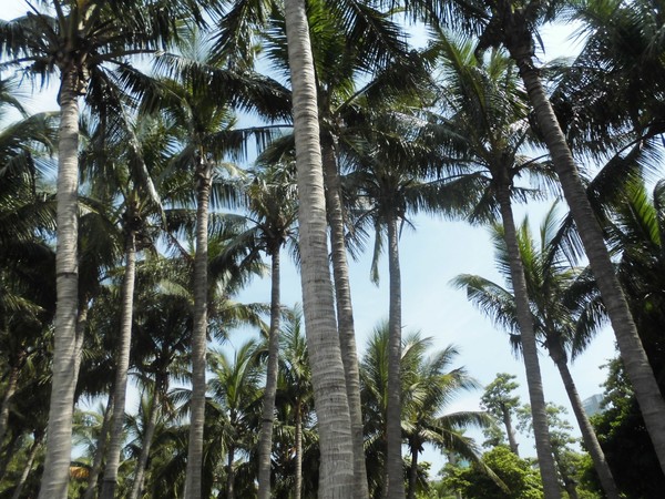鍥涙湀骞胯タ椋庢櫙,鍥涙湀娴峰崡瀹炴媿