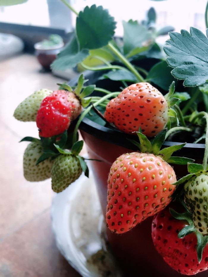 家庭草莓蚜虫怎么消灭最快方法,家里种草莓长蚜虫了怎么办