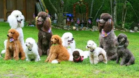 新手养狗,新手养狗注意事项