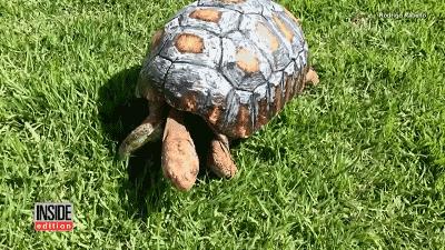 3D打印技术助力先进制造,3d打印帮助动物