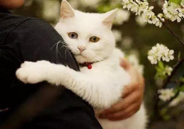 养猫继承遗产,猫咪血统是继承妈妈还是爸爸