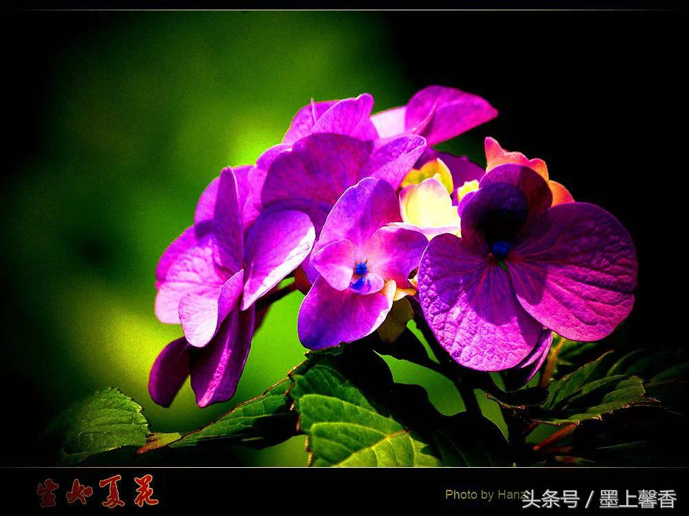 100种常见花语和图片大全,这些花语太美了建议收藏