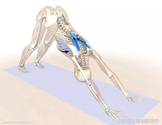 下犬式瑜伽怎么练,怎么做好瑜伽下犬式