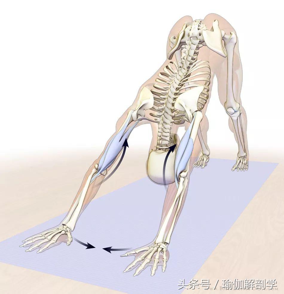 瑜伽下犬式基本功,下犬式瑜伽体式为什么重要