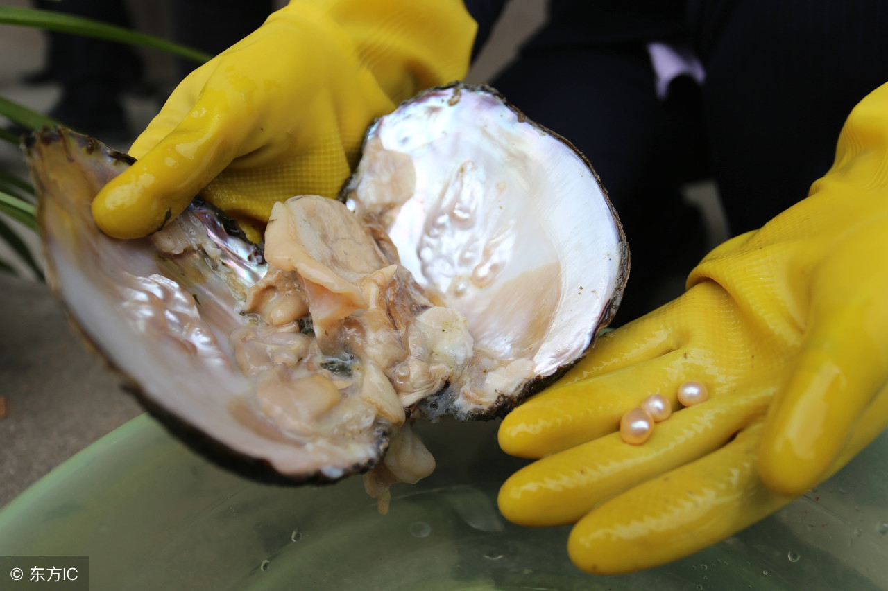 哪些养殖属于特种养殖,所有养殖项目有哪些