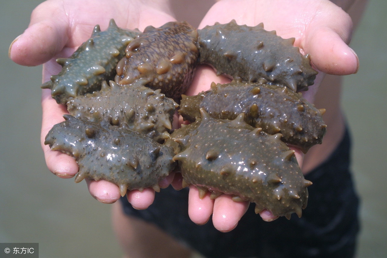 哪些养殖属于特种养殖,所有养殖项目有哪些