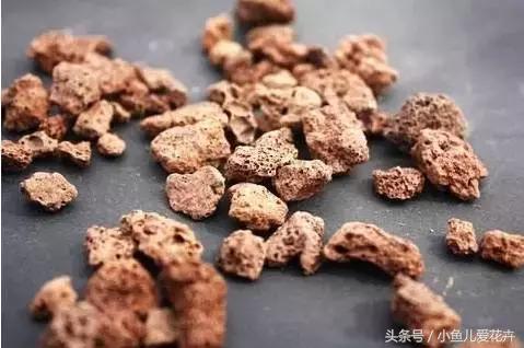 新手养肉肉最好用什么土,新手养肉配土