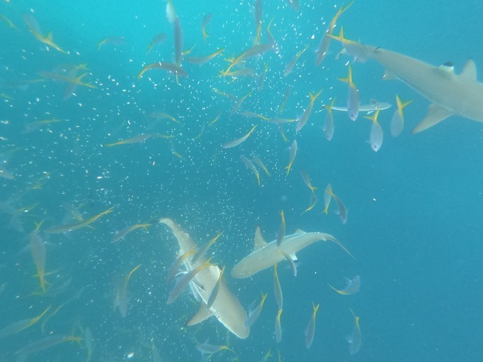 帕劳的海景风光给人美的享受,帕劳的海洋和沙滩风景图片
