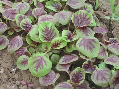 宫颈炎吃维生素多的食物,宫颈炎要注意不能吃什么