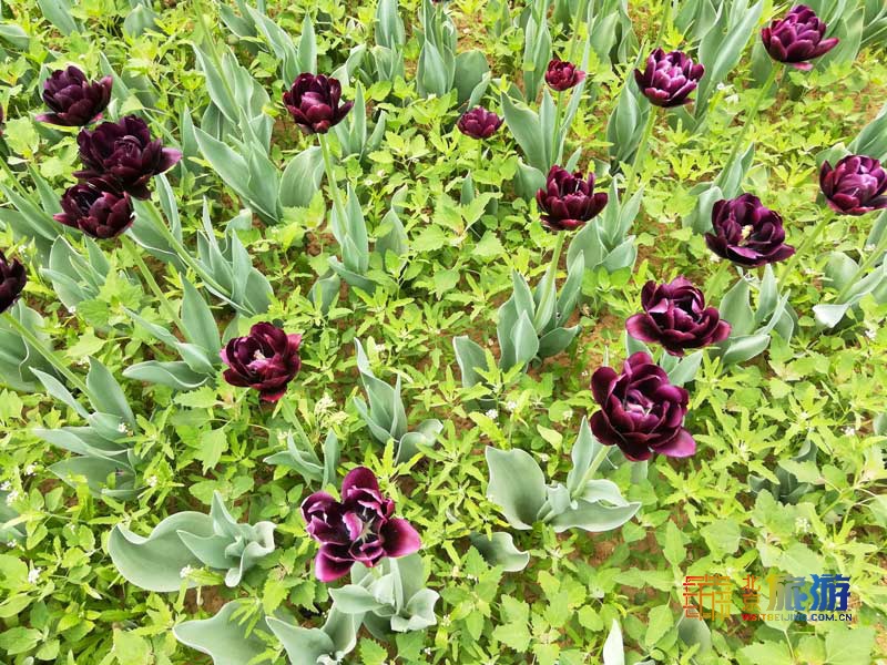 北京国际鲜花港游玩指南来啦！郁金香争奇斗艳，音乐喷泉令人震撼，云雾仙境如梦似幻！