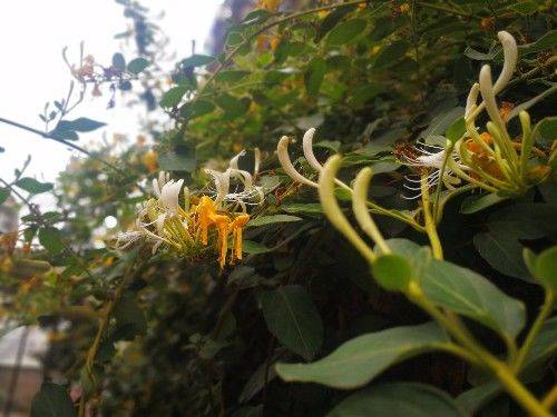 金花银花，因色、香、味、性俱佳，爬上枝头越过围栏，一看就喜欢